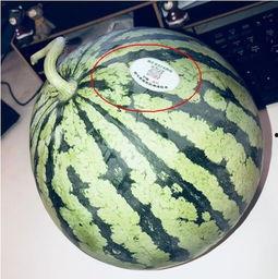 网红吃瓜的利润,揭秘高利润背后的秘密