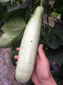 网红吃瓜的事件,揭秘网络舆论背后的真相