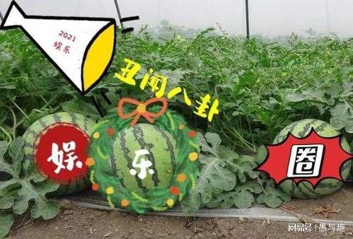 娱乐吃瓜台,揭秘明星幕后故事